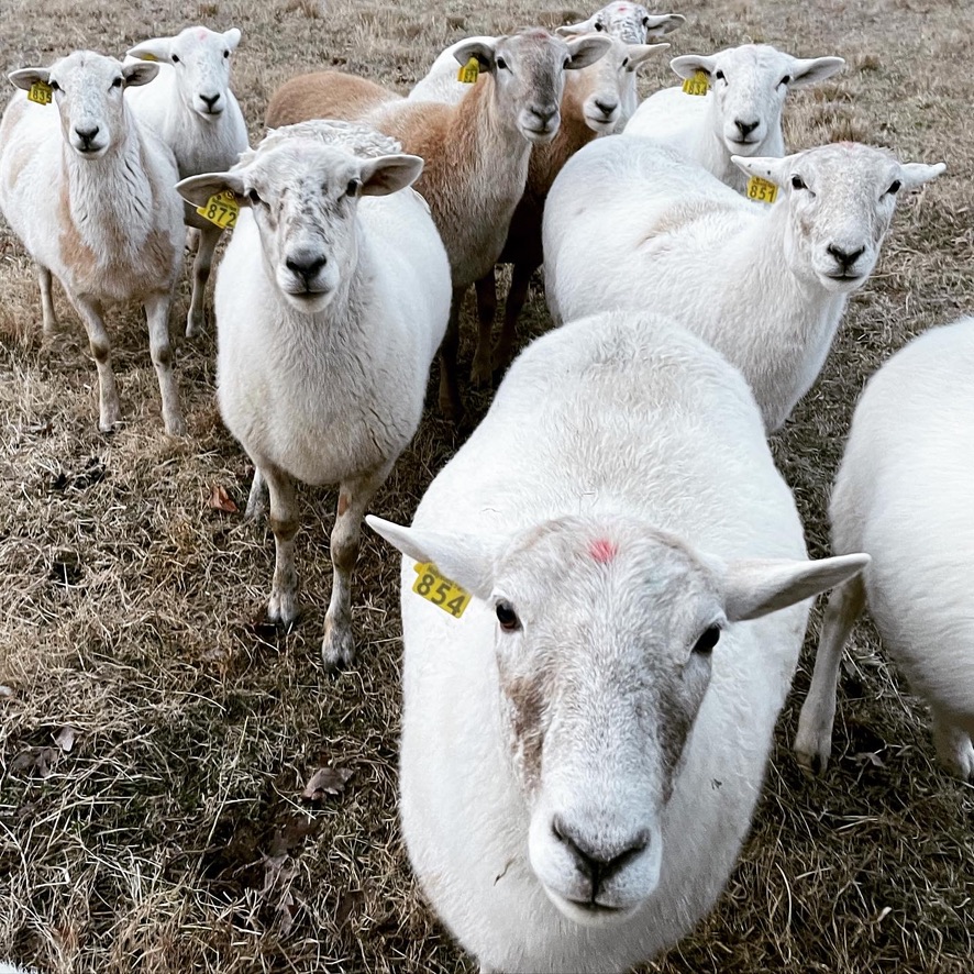Katahdin Hair Sheep - farm & garden - by owner - sale - craigslist
